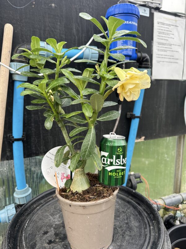 Ørkenrose - Adenium Obesum - plante - Image 14