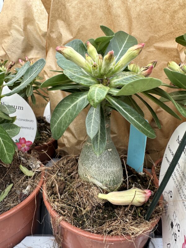 Ørkenrose - Adenium Obesum - plante - Image 16