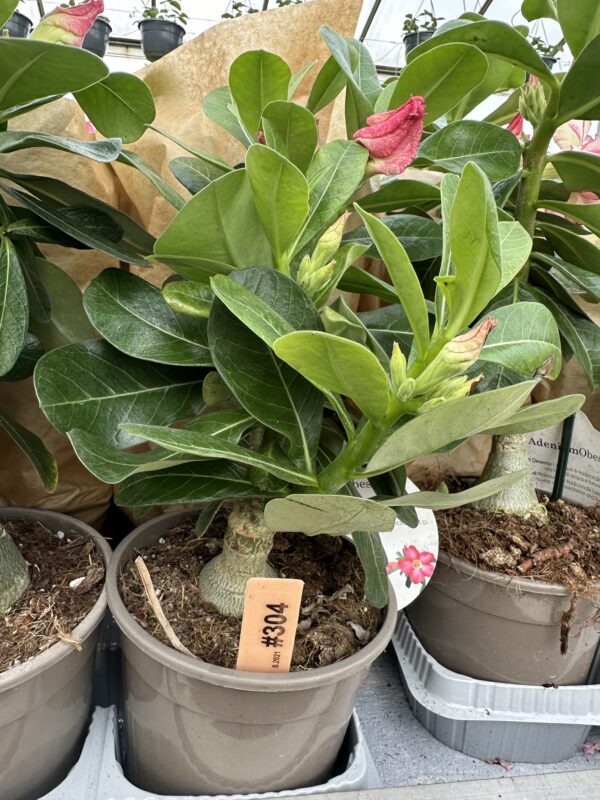 Ørkenrose - Adenium Obesum - plante - Image 17