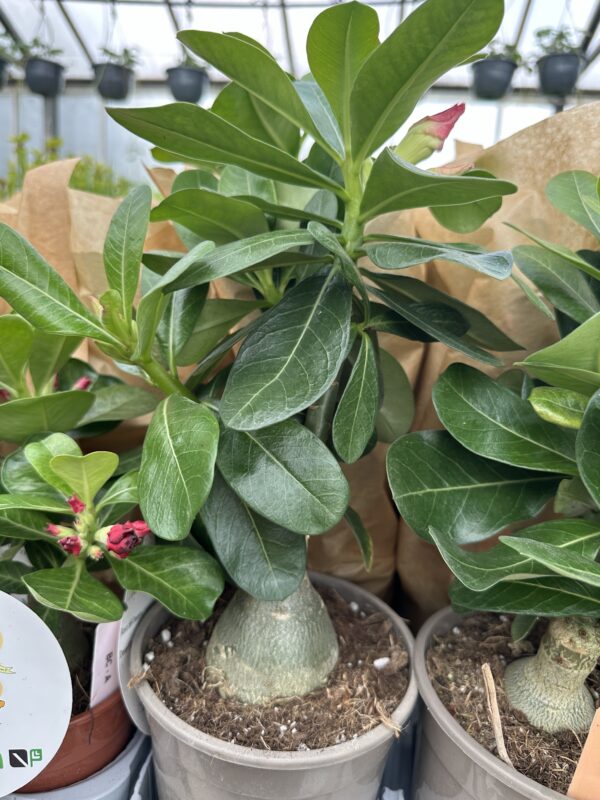 Ørkenrose - Adenium Obesum - plante - Image 18