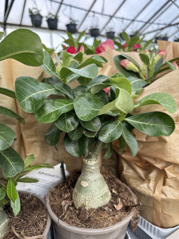 Ørkenrose - Adenium Obesum - plante