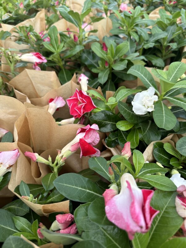 Ørkenrose - Adenium Obesum - plante - Image 20