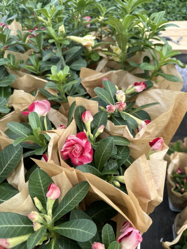 Ørkenrose - Adenium Obesum - plante - Image 22