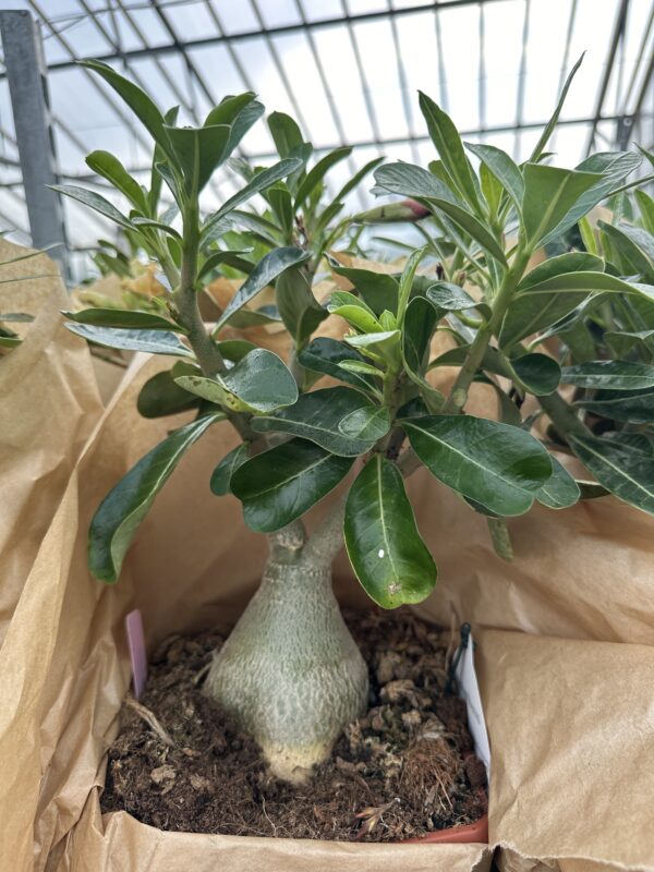 Ørkenrose - Adenium Obesum - plante - Image 23