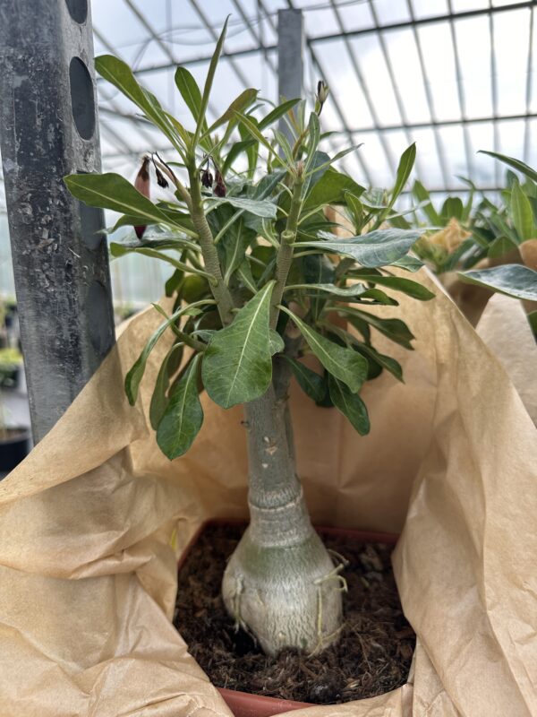 Ørkenrose - Adenium Obesum - plante - Image 24