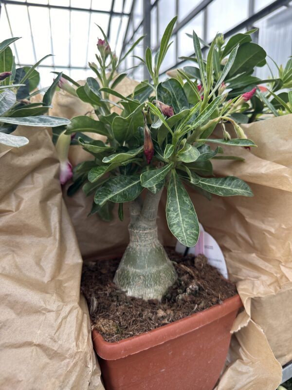 Ørkenrose - Adenium Obesum - plante - Image 25