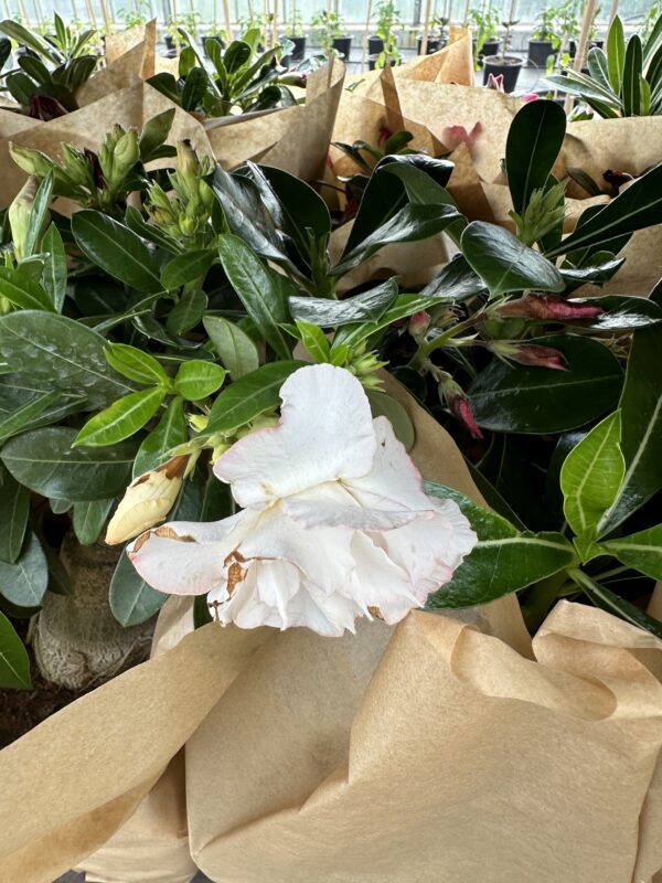 Ørkenrose - Adenium Obesum - plante - Image 26