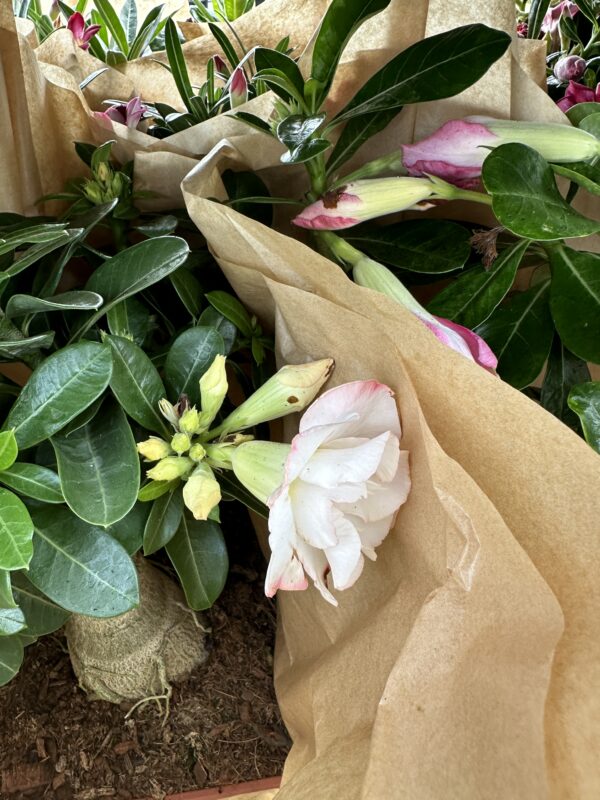 Ørkenrose - Adenium Obesum - plante - Image 27