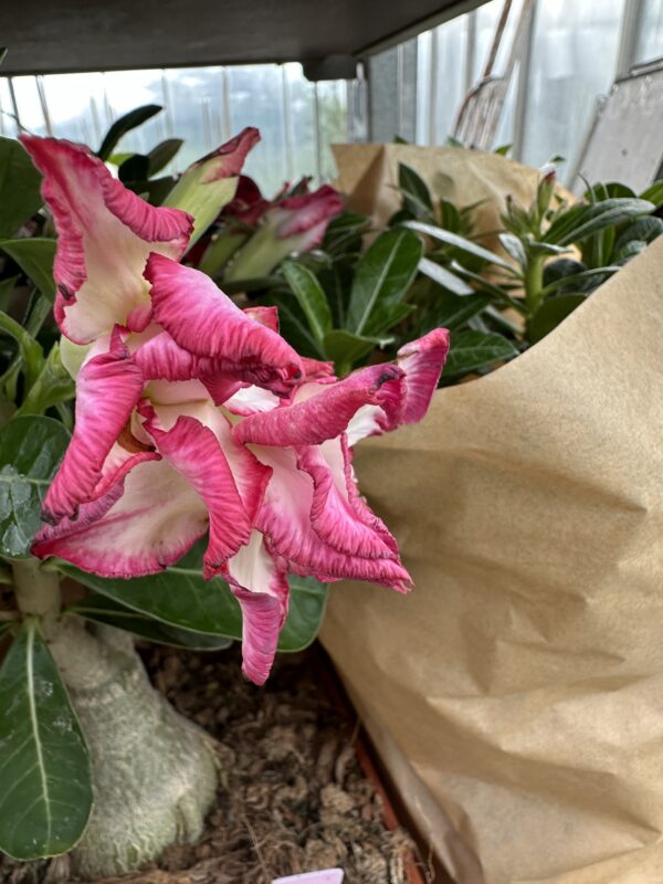 Ørkenrose - Adenium Obesum - plante - Image 28
