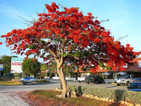 Flammetræ / Royal Poinciana træ