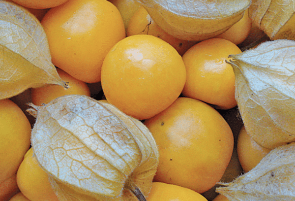 Ananas Kirsebær - Physalis peruviana edulis