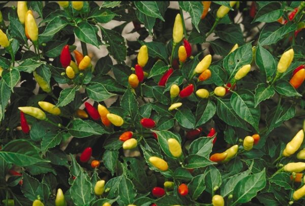 Tabasco - Capsicum frutescens