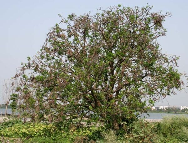 Coral Tree - Erythrina Indica