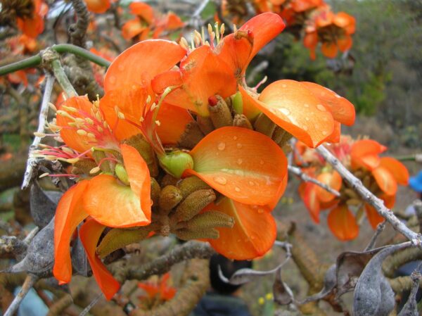 Coral Tree - Erythrina Indica - Image 2