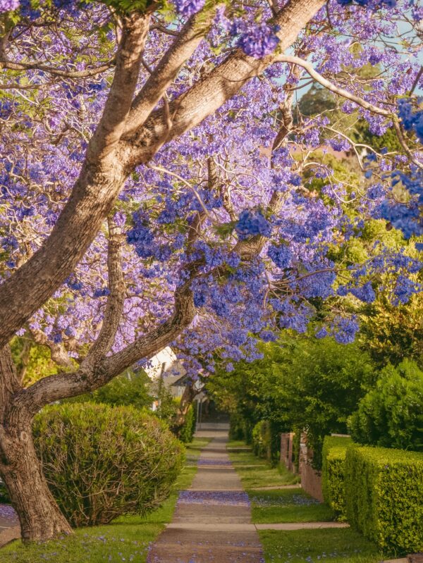 Jacaranda træ - Jacaranda mimosifolia