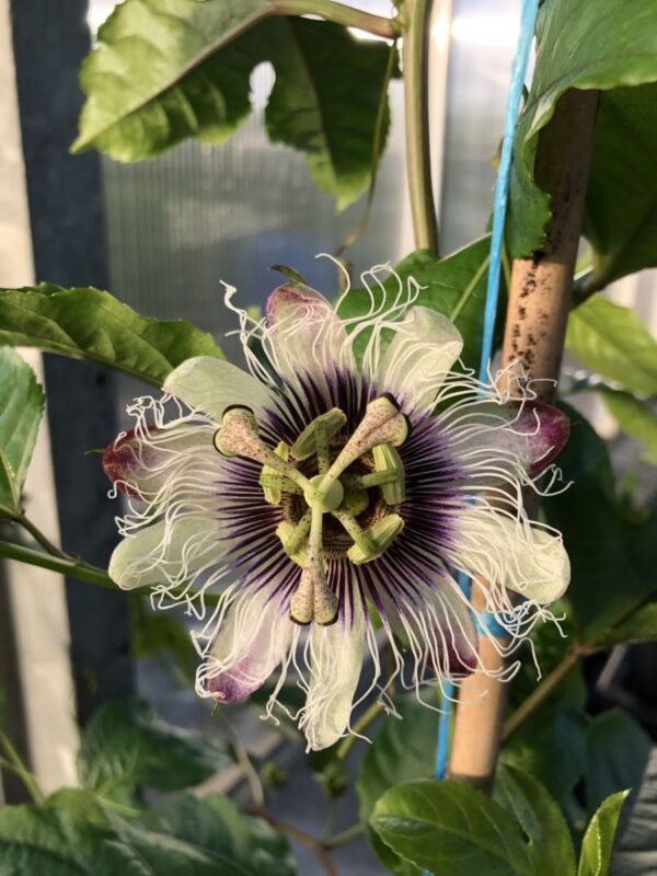 Passionsfrugt - Passiflora edulis var edulis - Billede 6