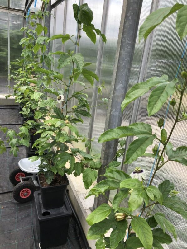 Passionsfrugt - Passiflora edulis var edulis - Billede 5