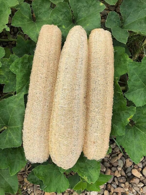 Svampeagurk - Luffa Cylindrica