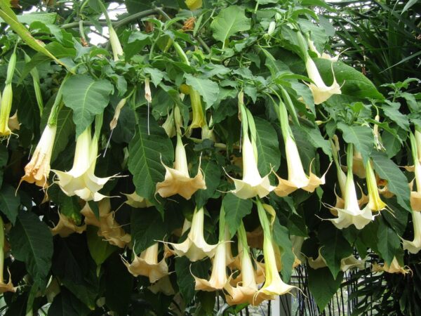 Engletrompet - Brugmansia Suaveolens