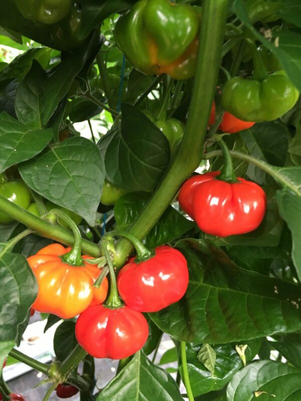 Scotch Bonnet Red - Chilli - Image 2
