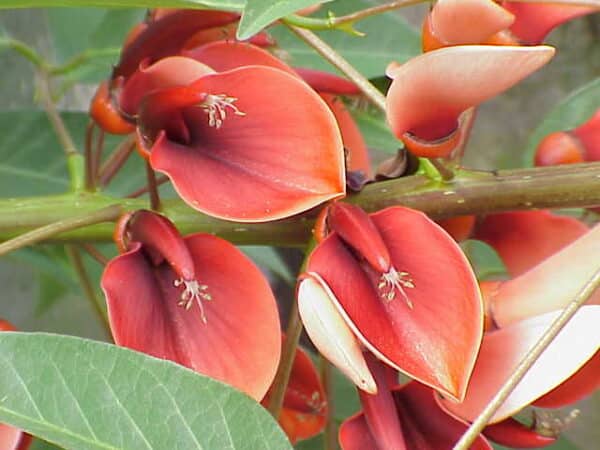 Koralbusk - Erythrina crista-galli