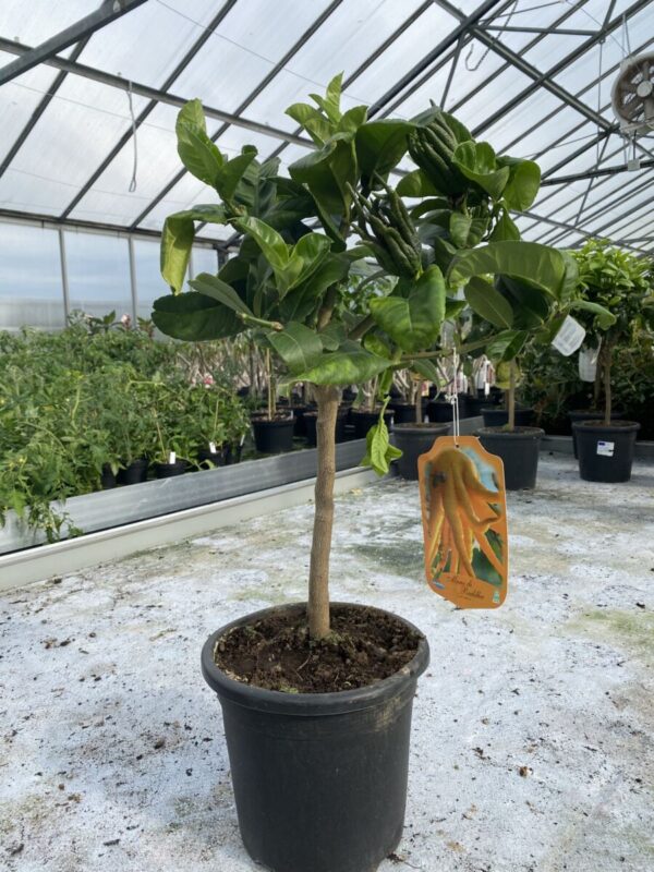 Buddha's Hånd - Citrus medica var. sarcodactylis - Image 3