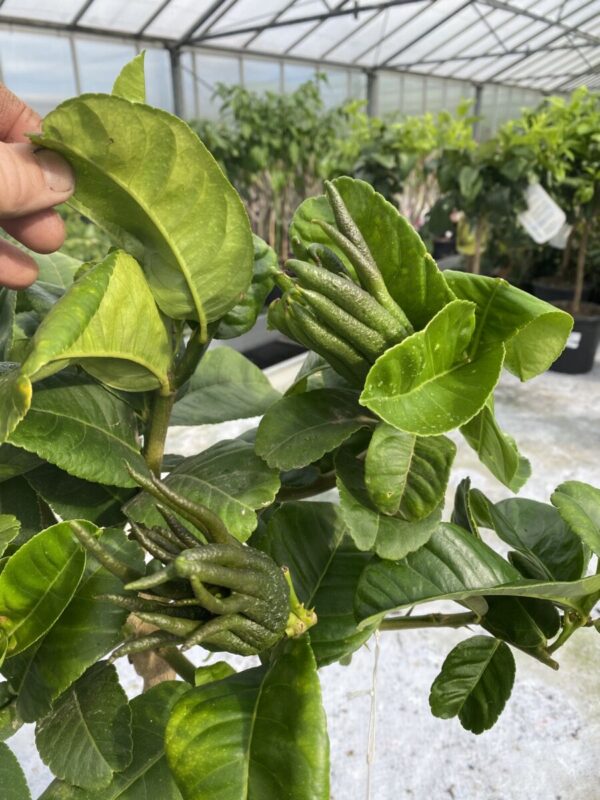 Buddha's Hånd - Citrus medica var. sarcodactylis - Image 2
