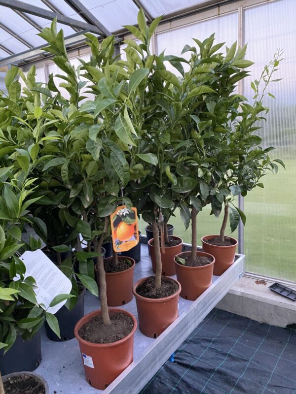 Appelsin - Citrus sinensis - Billede 2