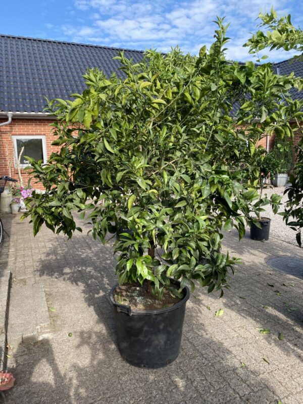 Appelsin - Citrus sinensis - Billede 3