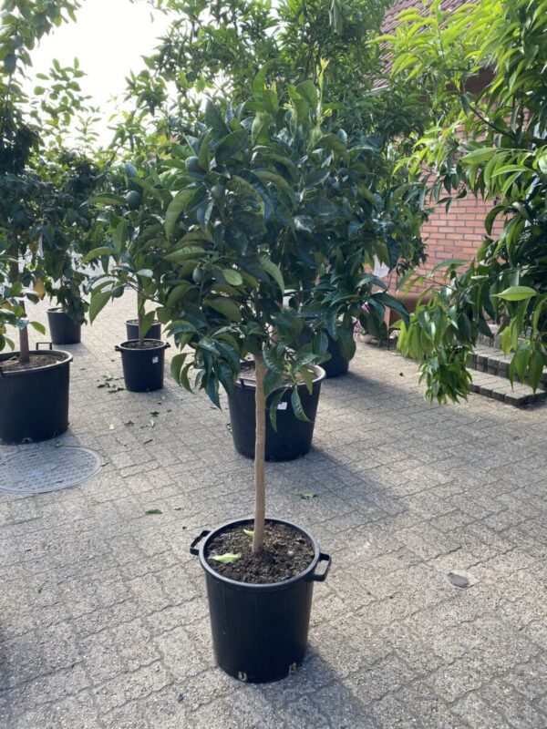 Appelsin - Citrus sinensis - Billede 4