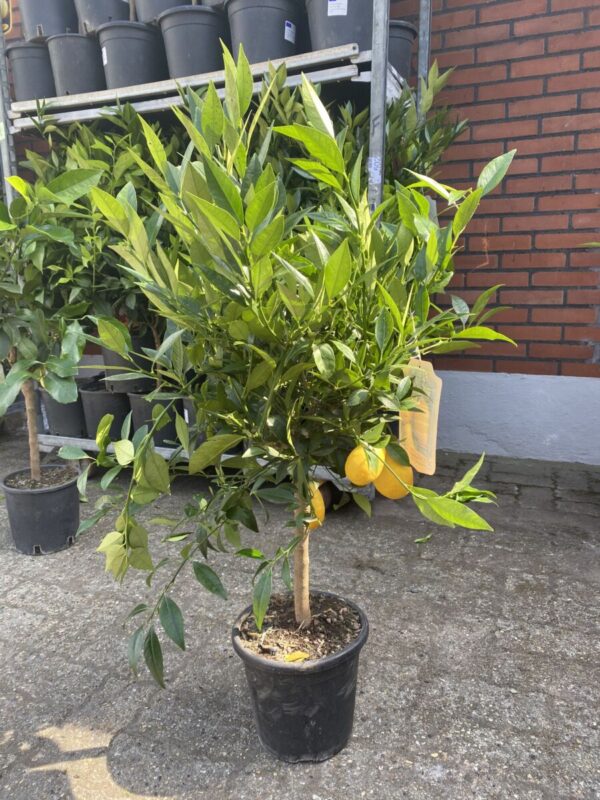 Limequat - Citrus aurantifolia X Fortunella margarita - Image 2