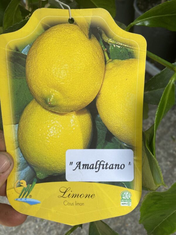 Amalfi Citron - Citrus limone 'Amalfitano'
