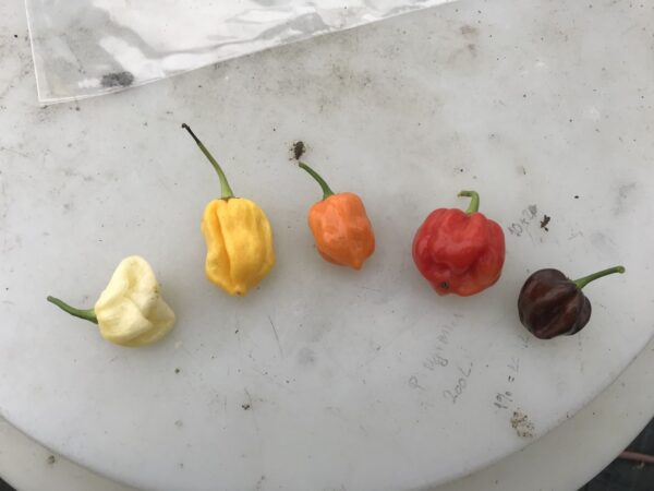 Habanero mix - Friske frugter