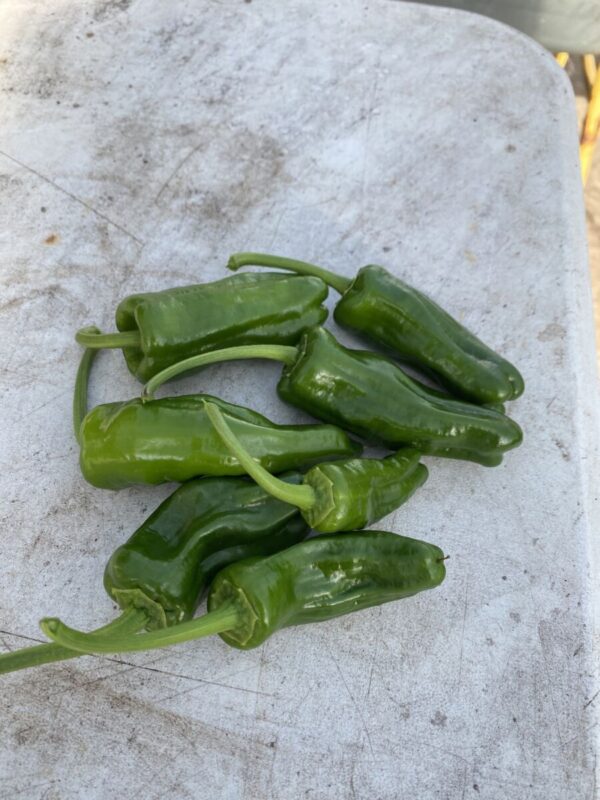 Pimenta de Padron 'Celta F1' -  C. annuum