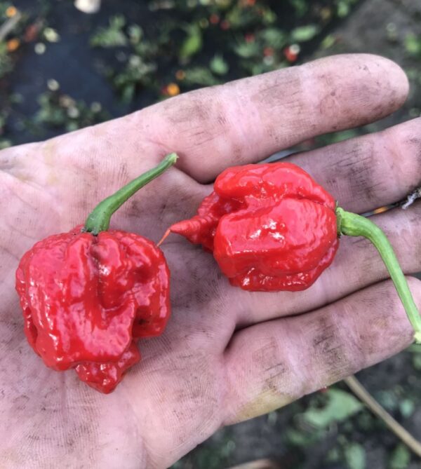 Carolina Reaper -  Friske frugter