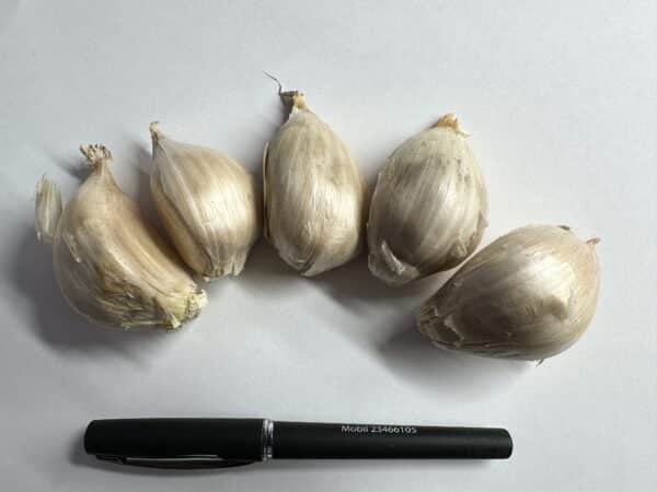Elefanthvidløg / Kæmpehvidløg - Image 2