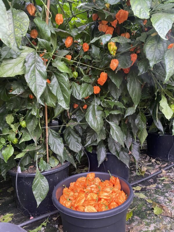 Bhut Orange Copenhagen - Friske frugter