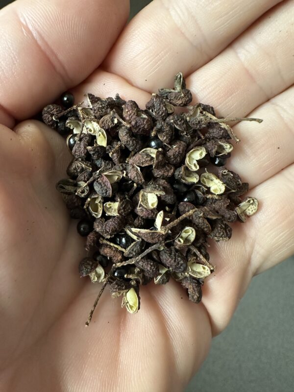 Szechuan Peber - Zanthoxylum simulans
