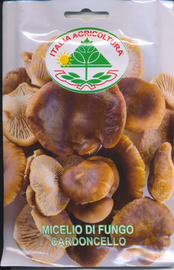 Kejserhat - Cardoncello - Pleurotus eryngii