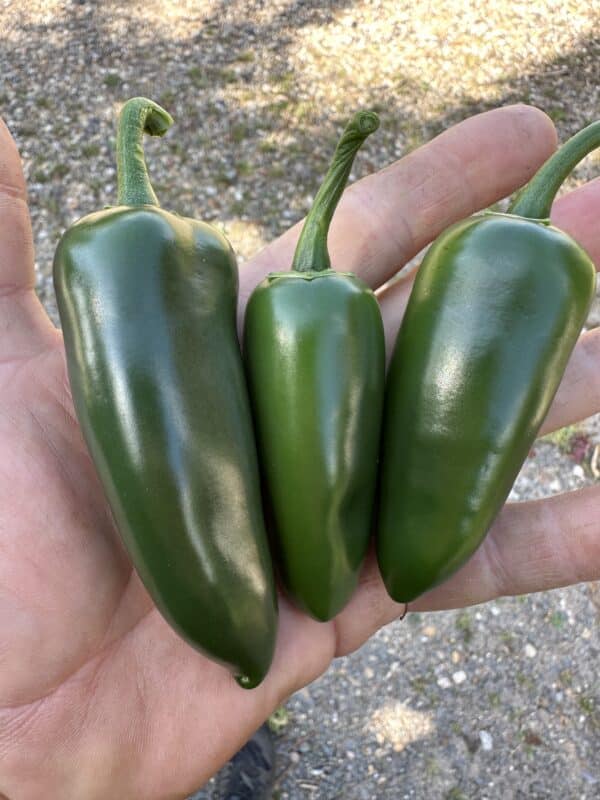 Jalapeño - Friske