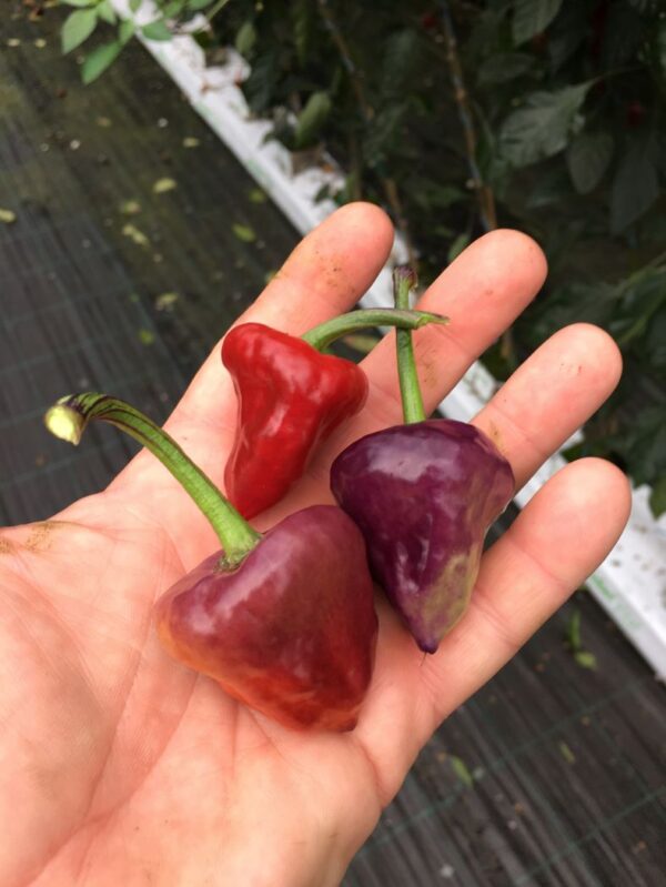 Purple Ufo - C. annuum