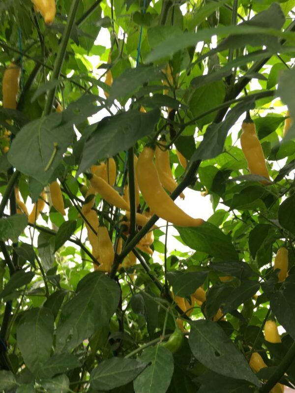 Aji Pineapple - 100 gram - Image 2