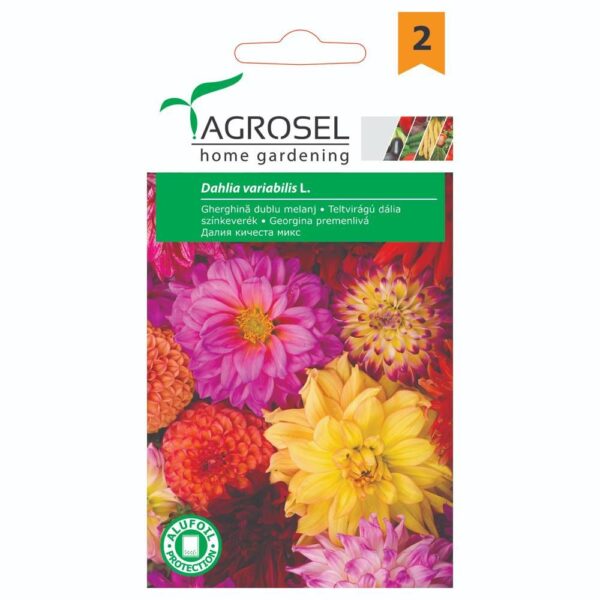 Dahlia double mix