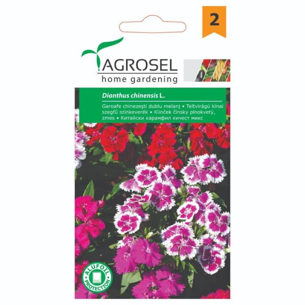 Nellike - Dianthus Chinensis
