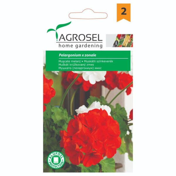 Pelargonie - Pelargonium Zonale