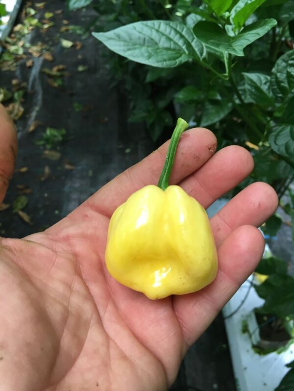 7 Pot white - C. chinense