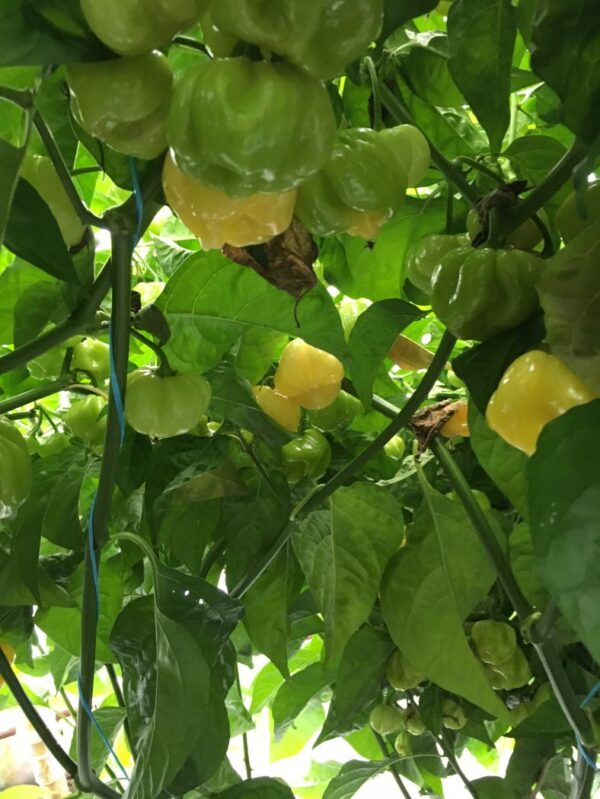 7 Pot white - C. chinense - Image 2