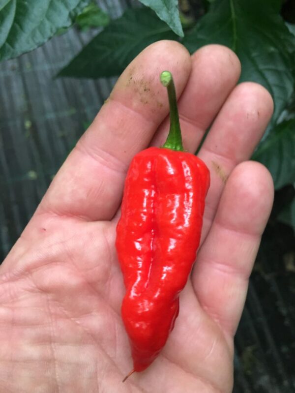 Naga Morich (Dorset naga) - Friske frugter