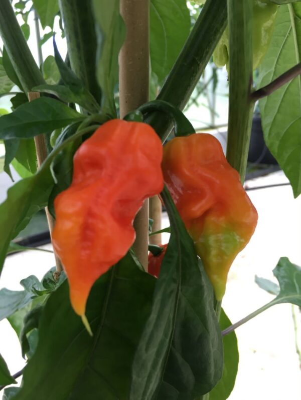 Chilimix - Super Hot Mix - friske frugter