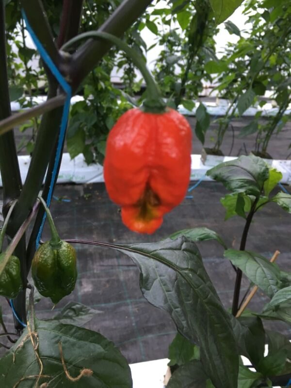 Chilimix - Super Hot Mix - friske frugter - Image 3